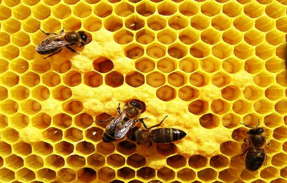 Ir para  <p>N&atilde;o &eacute; novidade que as <strong>abelhas est&atilde;o desaparecendo</strong>: o Dist&uacute;rbio do Colapso das Col&ocirc;nias j&aacute; &eacute; alertado h&aacute; alguns anos por...